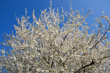 Floraison de printemps