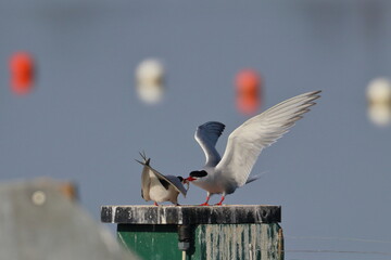 common tern feeding partner