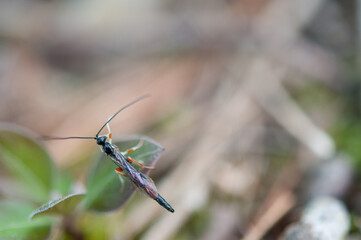 insect sitting on a leaf