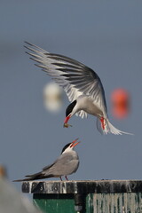 common tern feeding partner