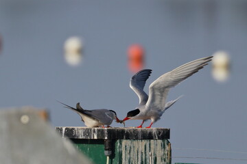 common tern feeding partner