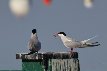 common tern feeding partner - 431144559
