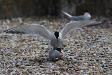 mating common tern - 431144725