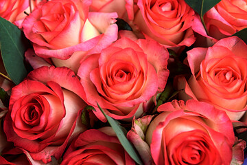 Beautiful Pink background. Colorful pink wall background.