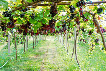 Vineyard or grape farm  is a plantation of grape-bearing vines, grown mainly for grape fruits and grape juice
