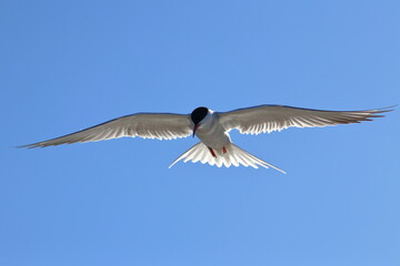 common tern - 431145578