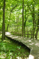 forest stairs in the morning