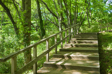 Obraz premium forest stairs in the morning