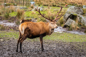 A red deer stag with antlers, standing in a field at the Galloway Red Deer Range