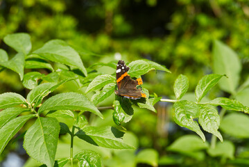 Red admiral butterfly (Vanessa Atalanta) perched on green leaf in Zurich, Switzerland