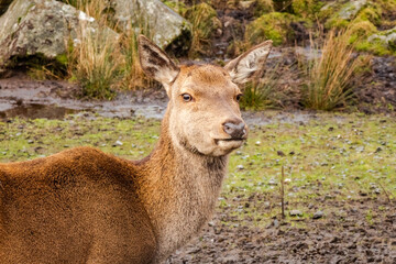 A red doe female deer standing on a hill in the scottish highlands