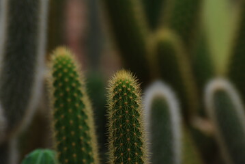 Closeup Green Cactus isolated blurred black Background or call Pilosocereus is a genus of cactus. Tree cactus is a common name for Pilosocereus species.