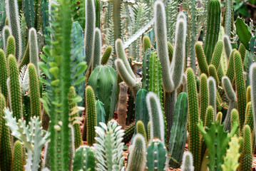 Mini Cactus plant at cactus farm or call Pilosocereus is a genus of cactus. Green nature abstract background Houseplant Closeup Decorative 