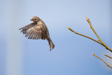 Sparrow at Home (Passer domesticus)