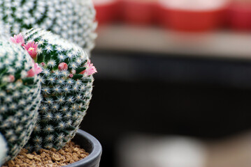 Closeup pink flower cactus at cactus farm or call Mammillaria albilanata with blurred background and copy space for text greeting