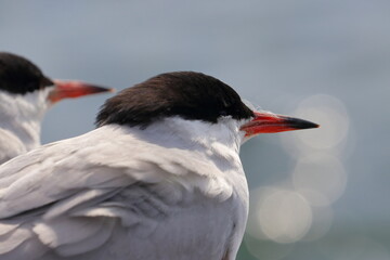 common tern - 431147167