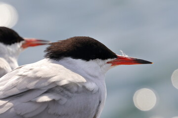 common tern - 431147176