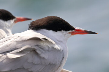 common tern - 431147190