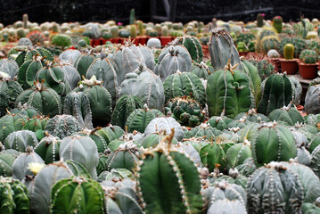 Green cactus or Astrophytum asterias is a species of cactus plant in the genus Astrophytum at cactus farm. Green nature abstract 