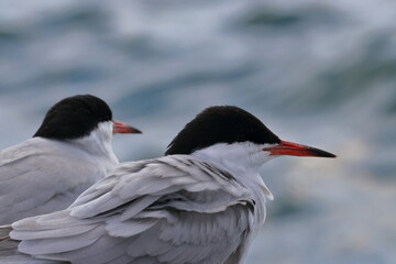 common tern - 431147361