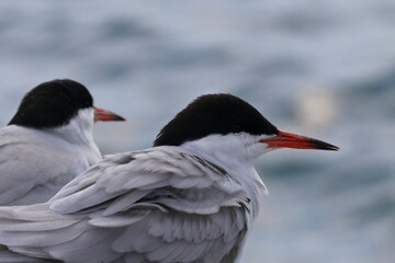 common tern - 431147368