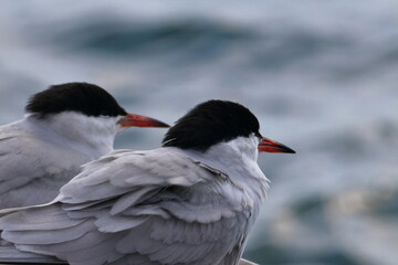 common tern - 431147390
