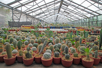 Many cactus plants on the pot at cactus farm house.Cultivation of beautiful cactus species as a hobby and selling.
