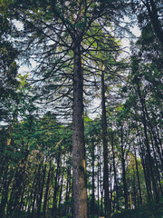 Fototapeta premium trees in the forest