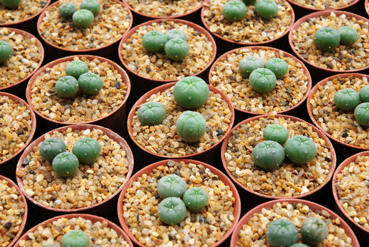 Closeup cactus plants in red pot is Astrophytum asterias is a species of cactus plant in the genus Astrophytum at cactus farm - 
Desert plant sapling cultivate