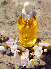 A bottle with a cosmetic serum and a sprig of blossoming apricot on a natural background. Sunlight, selective focus, natural cosmetics. Body and face care. 
