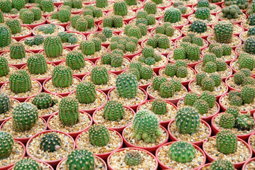 Closeup Cactus . The genus Mammillaria is one of the largest in the cactus family. green nature desert houseplant abstract texture