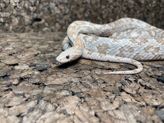close up of a snake
