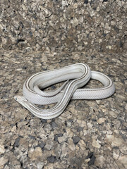 snake in the sand