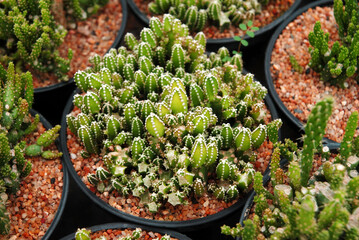 Cactus or call fairy castle cactus. Scientific name is Acanthocereus tetragonus 'Fairy Castle' This small, slow-growing variety has dark green stems studded with white spines