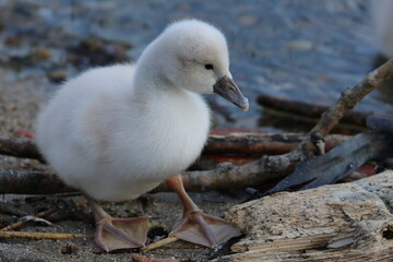 swan chick - 431148345