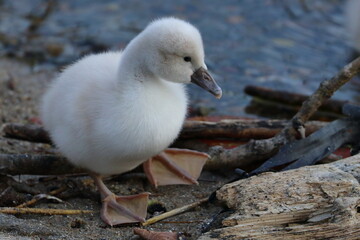 swan chick - 431148376
