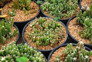 Cactus or call fairy castle cactus. Scientific name is Acanthocereus tetragonus 'Fairy Castle' This small, slow-growing variety has dark green stems studded with white spines