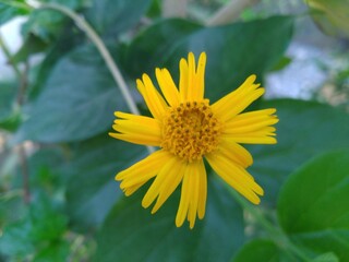Yellow Sphagneticola Trilobata Flower