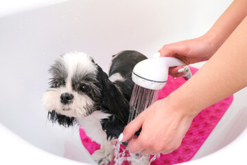 grooming. Bathing the dog in the shower.