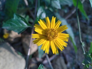 Yellow Sphagneticola Trilobata Flower
