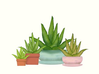 Aloe vera plant. Aloe vera plants in several pots on a white background.  Illustrations used for graphic design work.