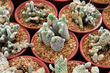 Many Bunny Ear Cactus plant or mickey mouse cactus plant on the pot - Green nature desert houseplant abstract 