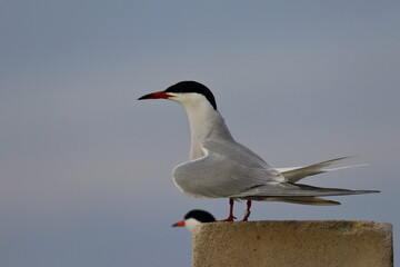 common tern flight - 431149128