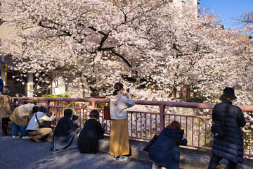 東京　目黒川の桜を見る人々