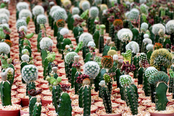 Many Breed Genus Cactus Plant at Cactus Garden. Neopoteria nidus , Uebelmania Pectinipera , Mammillaria Lavi - - Green nature abstract background - Desert houseplant 