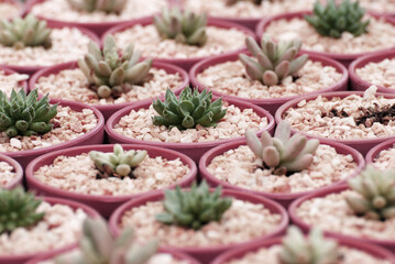 Arial view of Haworthia rufescens cactus or succulent flower pot at cactus farm - Beautiful nature desert garden houseplant 