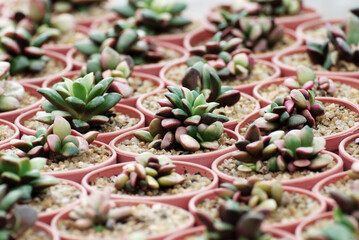 Arial view of Haworthia rufescens cactus or succulent flower pot at cactus farm - Beautiful nature desert garden houseplant 