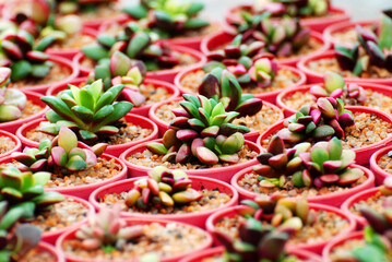 Arial view of Haworthia rufescens cactus or succulent flower pot at cactus farm - Beautiful nature desert garden houseplant 