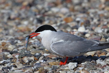 tern colony