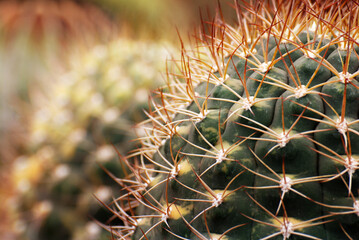 Closeup Desert Cactus Plant with blurred black Background. The genus Mammillaria is one of the largest in the cactus family.  Beautiful Detail and backdrop 
